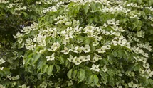 Japanischer Blumen-Hartriegel