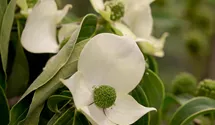 Japanischer Blumen-Hartriegel