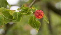 Japanischer Blumen-Hartriegel