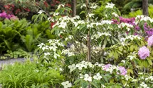 Japanischer Blumen-Hartriegel