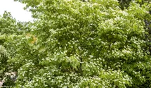 Japanischer Blumen-Hartriegel