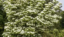 Japanischer Blumen-Hartriegel