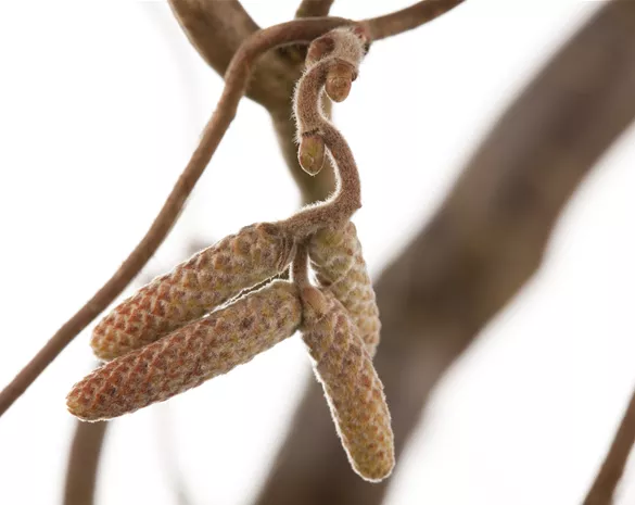 Corylus avellana 'Contorta'