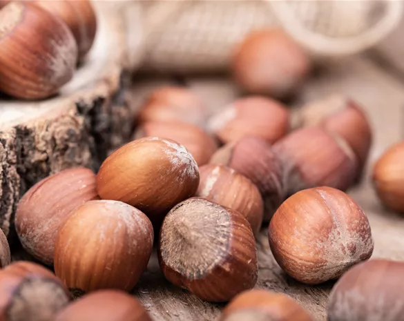 Corylus avellana 'Hallesche Riesennuss'