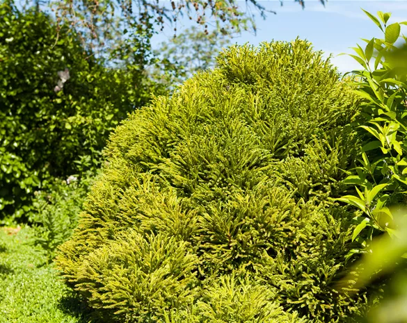 Cryptomeria japonica 'Globosa Nana'
