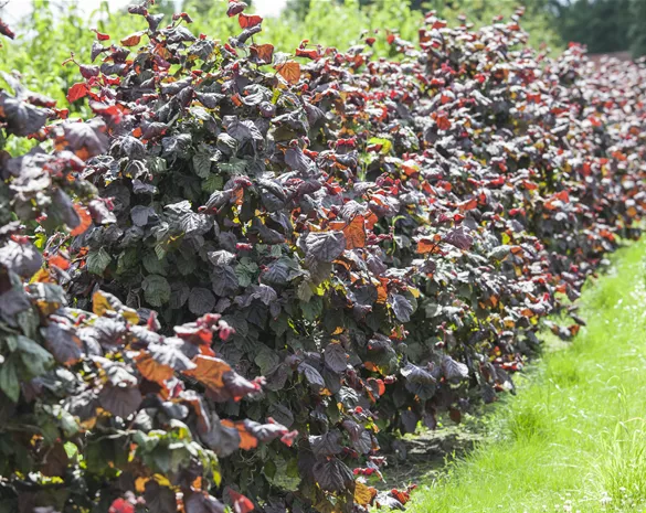 Corylus avellana 'Rotblättrige Zellernuss'