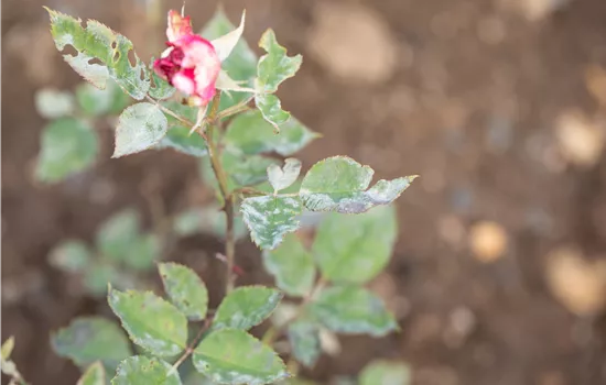 Die häufigsten Pflanzenkrankheiten erkennen und bekämpfen