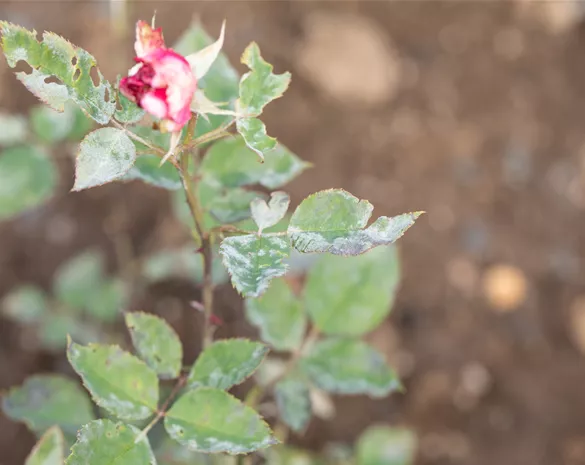 Die häufigsten Pflanzenkrankheiten erkennen und bekämpfen