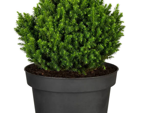 Cryptomeria japonica 'Vilmoriniana'