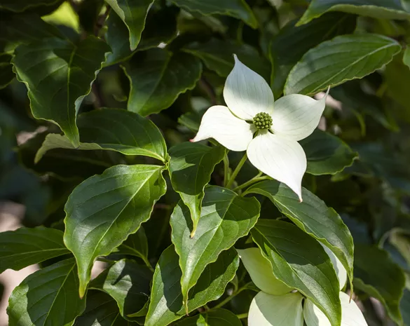 Cornus kousa 'Flower Tower'®