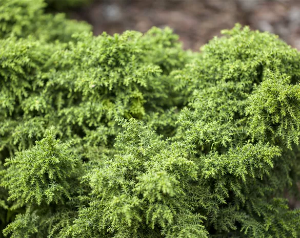 Cryptomeria japonica 'Yokohama'