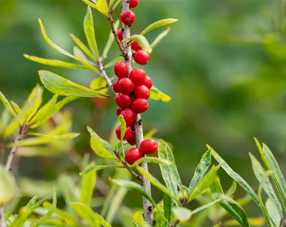 Daphne mezereum 'Rubra Select'