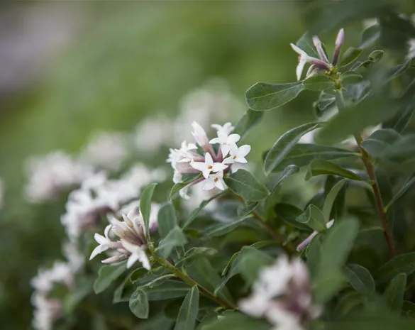 Daphne trans. 'Eternal Fragrance' ®