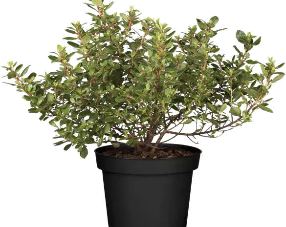 Escallonia 'Red Dream'