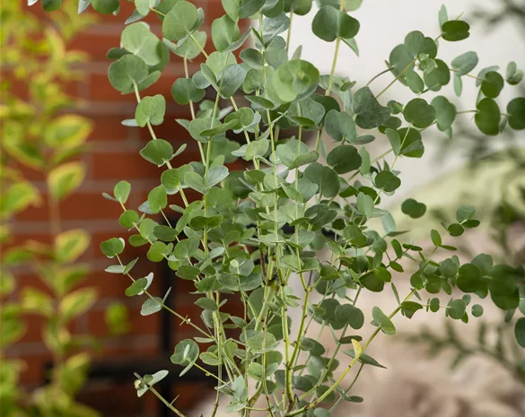 Eucalyptus gunnii 'Azura' ®