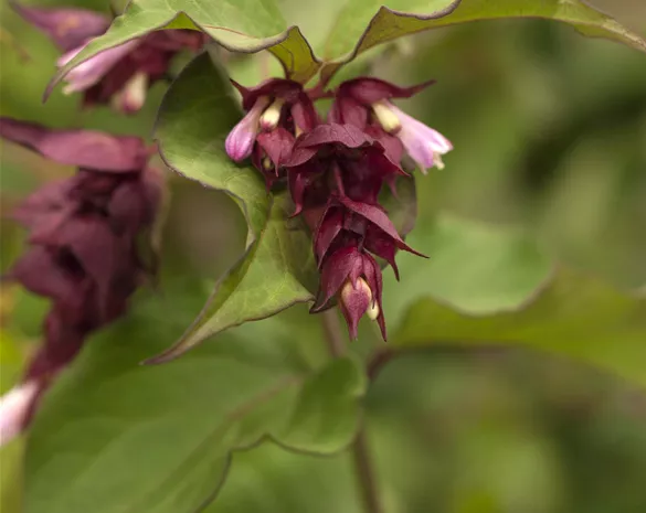 Diervilla sessilifolia 