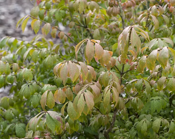Euonymus alatus 'Compactus'