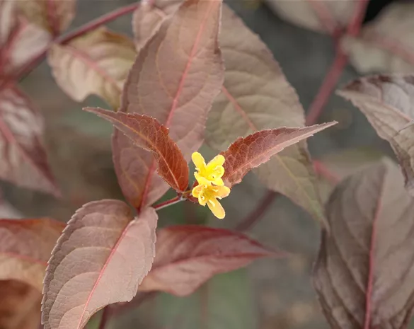 Diervilla splendens 'Diva' ®