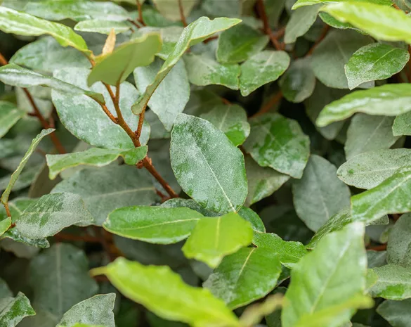 Elaeagnus ebbingei 'Compacta'