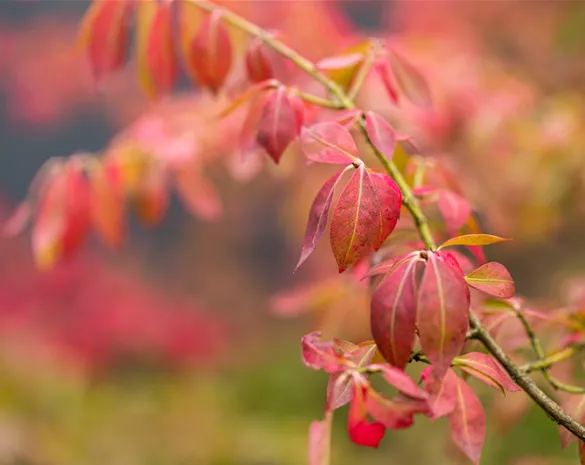 Euonymus fortunei 'Coloratus'