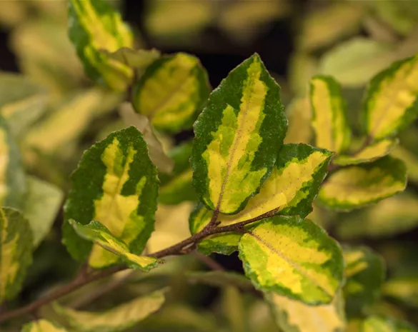 Elaeagnus ebbingei 'Maryline' ®