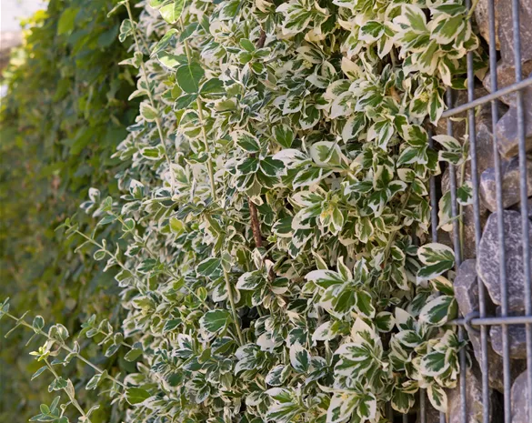 Euonymus fortunei 'Emerald Gaiety'