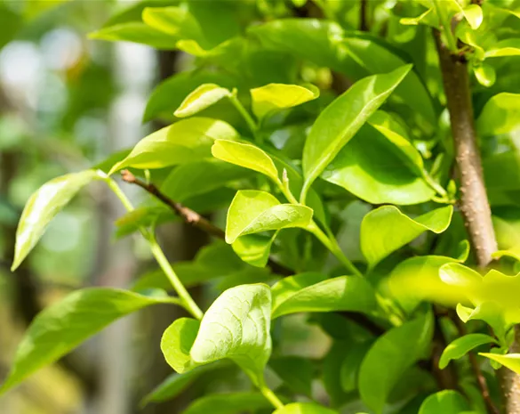 Diospyros kaki 'Vaniglia'