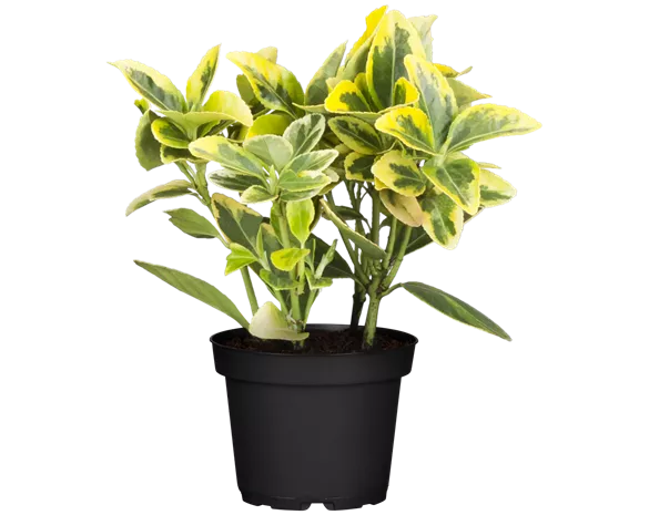 Euonymus fortunei 'Emerald'n Gold'