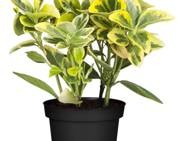 Euonymus fortunei 'Emerald'n Gold'