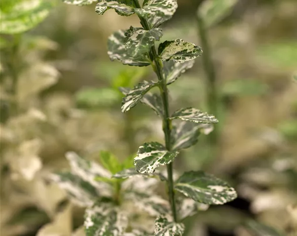 Euonymus fortunei 'Harlequin'