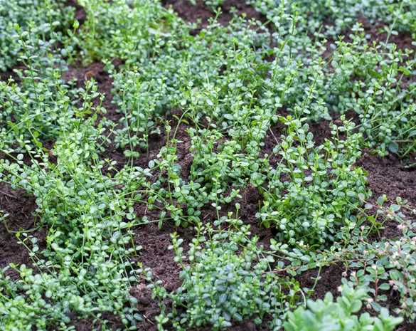 Euonymus fortunei 'Minimus'