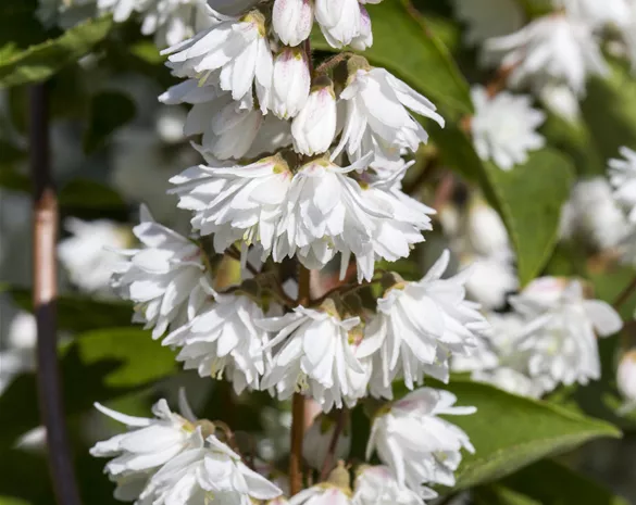Deutzia scabra 'Plena'