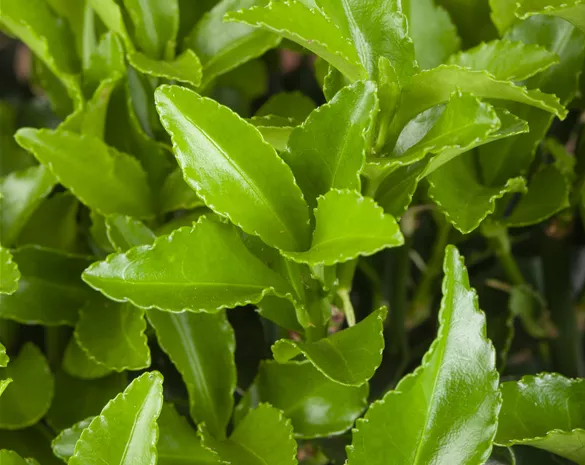 Euonymus fortunei radicans