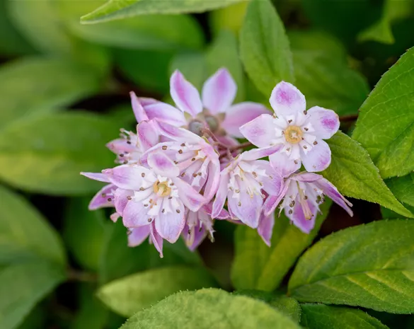 Deutzia magnifica 'Tourbillon Rouge'