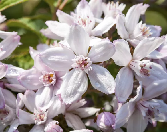 Deutzia 'Mont Rose'