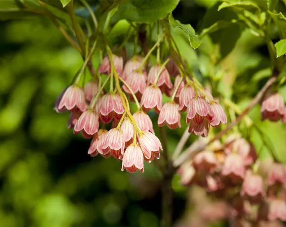 Enkianthus campanulatus