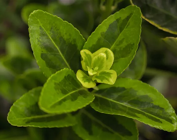 Euonymus japonicus 'Aureomarginatus'