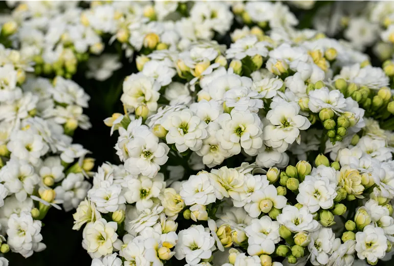 Kalanchoe blossfeldiana 'White Rox'