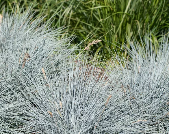 Festuca glauca 'Elijah Blue'