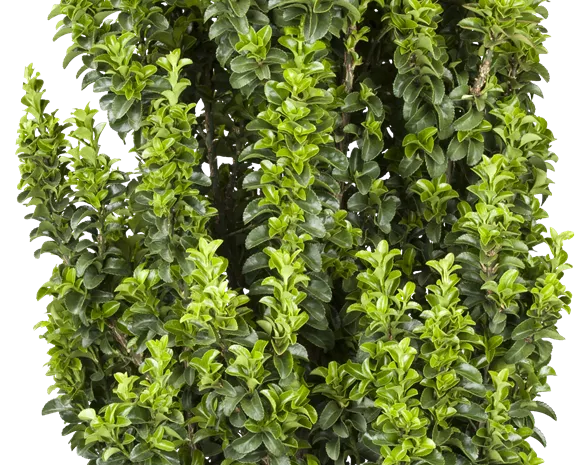 Euonymus japonicus 'Benkomasaki'