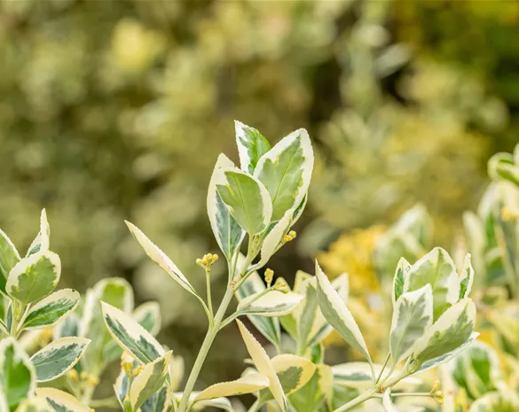 Euonymus japonicus 'Bravo'