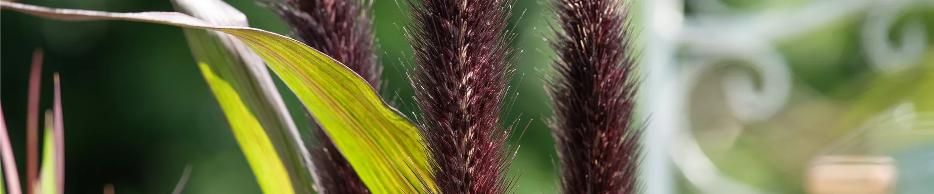 Pennisetum glaucum 'Purple Baron'