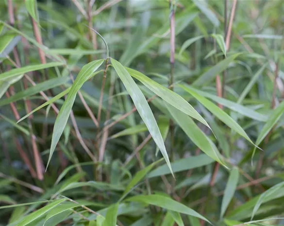 Fargesia 'Asian Wonder'