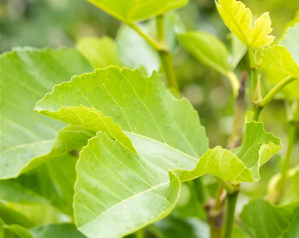 Ficus carica 'Brogiotto Bianco'