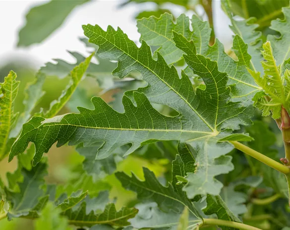 Ficus carica 'Brogiotto Nero'