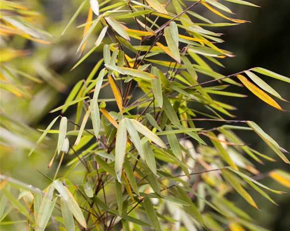 Fargesia 'Jiuzhaigou 1'