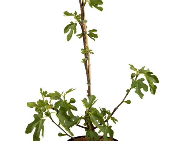 Ficus carica 'Brown Turkey'