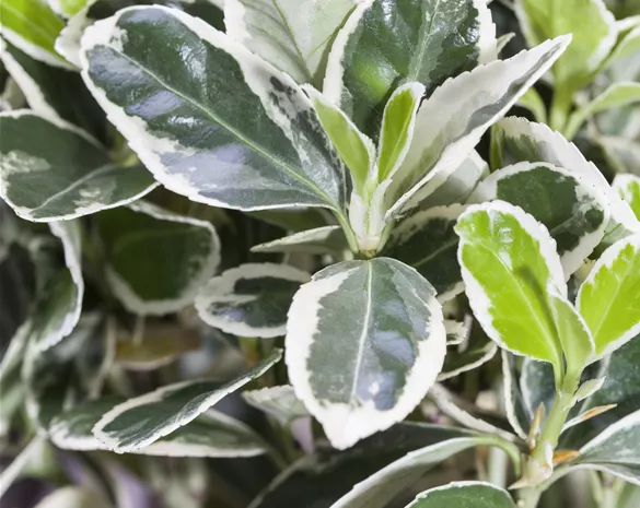 Euonymus japonicus 'Gray Beauty'