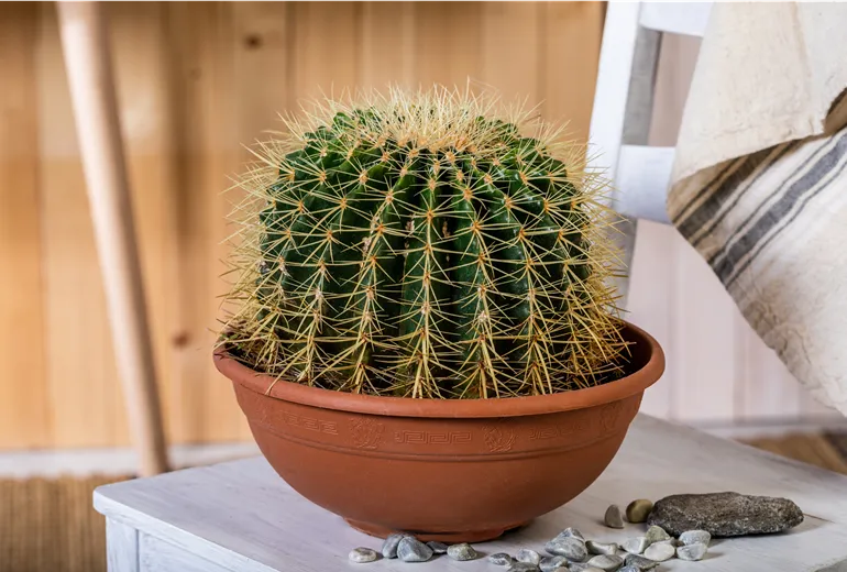Echinocactus grusonii
