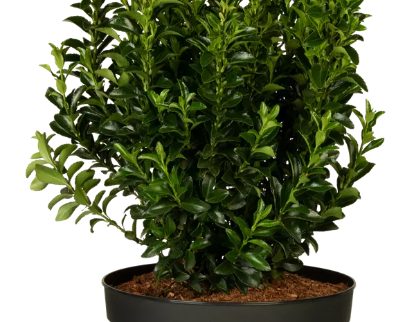 Euonymus japonicus 'Green Spire'